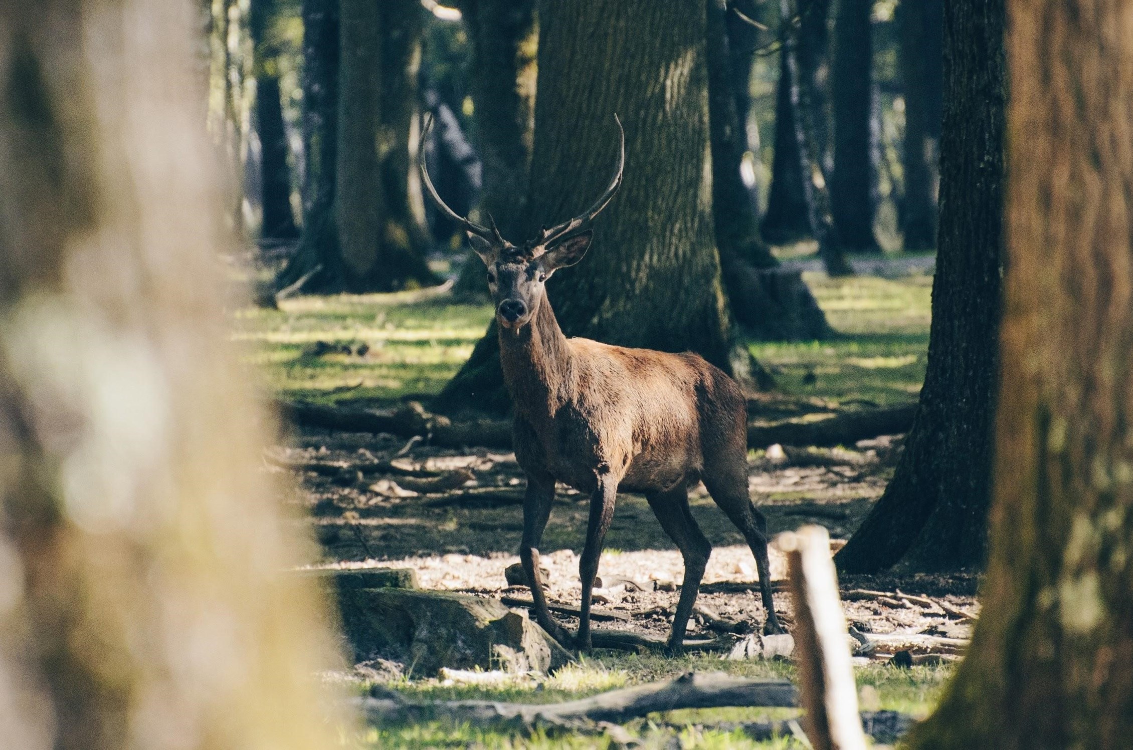 Where to Spot Lake District Wildlife